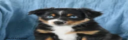 Miniature Australian Shepherd dogs for sale: Baby Blue - Ad 3