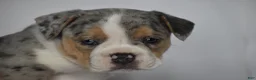 Beabull dogs for sale: Opal - Ad 2