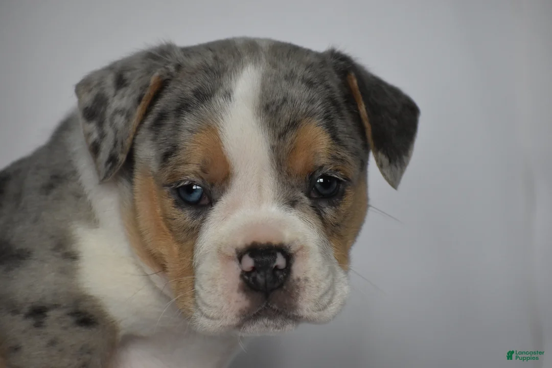 Beabull dogs for sale: Opal - Ad 2