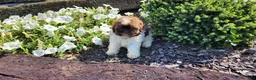 Shihpoo dogs for sale: Luigi - Ad 7
