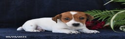 Jack Russell Terrier dogs for sale: Vivian - Ad 6