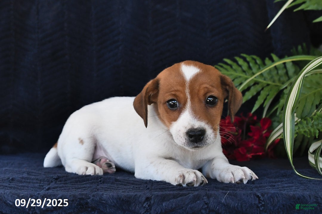 Jack Russell Terrier dogs for sale: Vivian - Ad 6