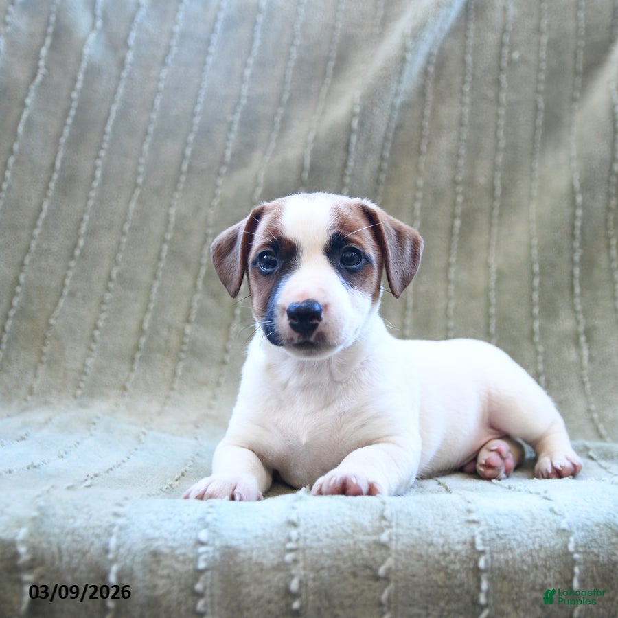 Jack Russell Terrier dogs Willie - Ad 1