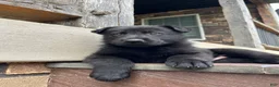 German Shepherd dogs for sale: Onyx - Ad 6