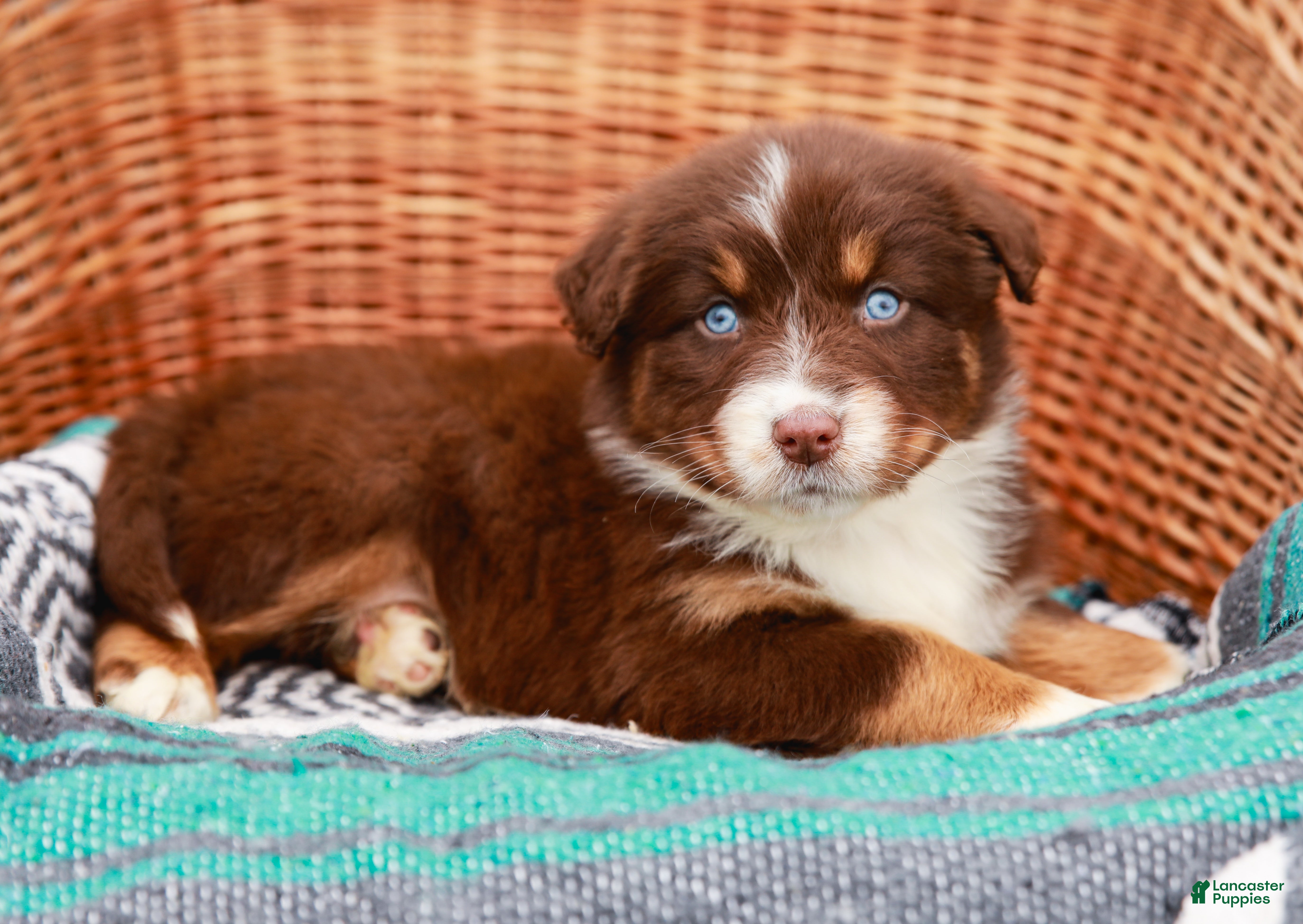 Australian Shepherd dogs Zola - Ad 2