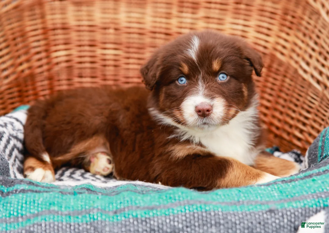 Australian Shepherd dogs for sale: Zola - Ad 2