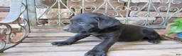 Labrador Retriever dogs for sale: Labrador Retriever Puppy 3 - Ad 7