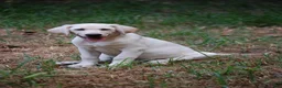 Labrador Retriever dogs for sale: Céline  - Ad 3