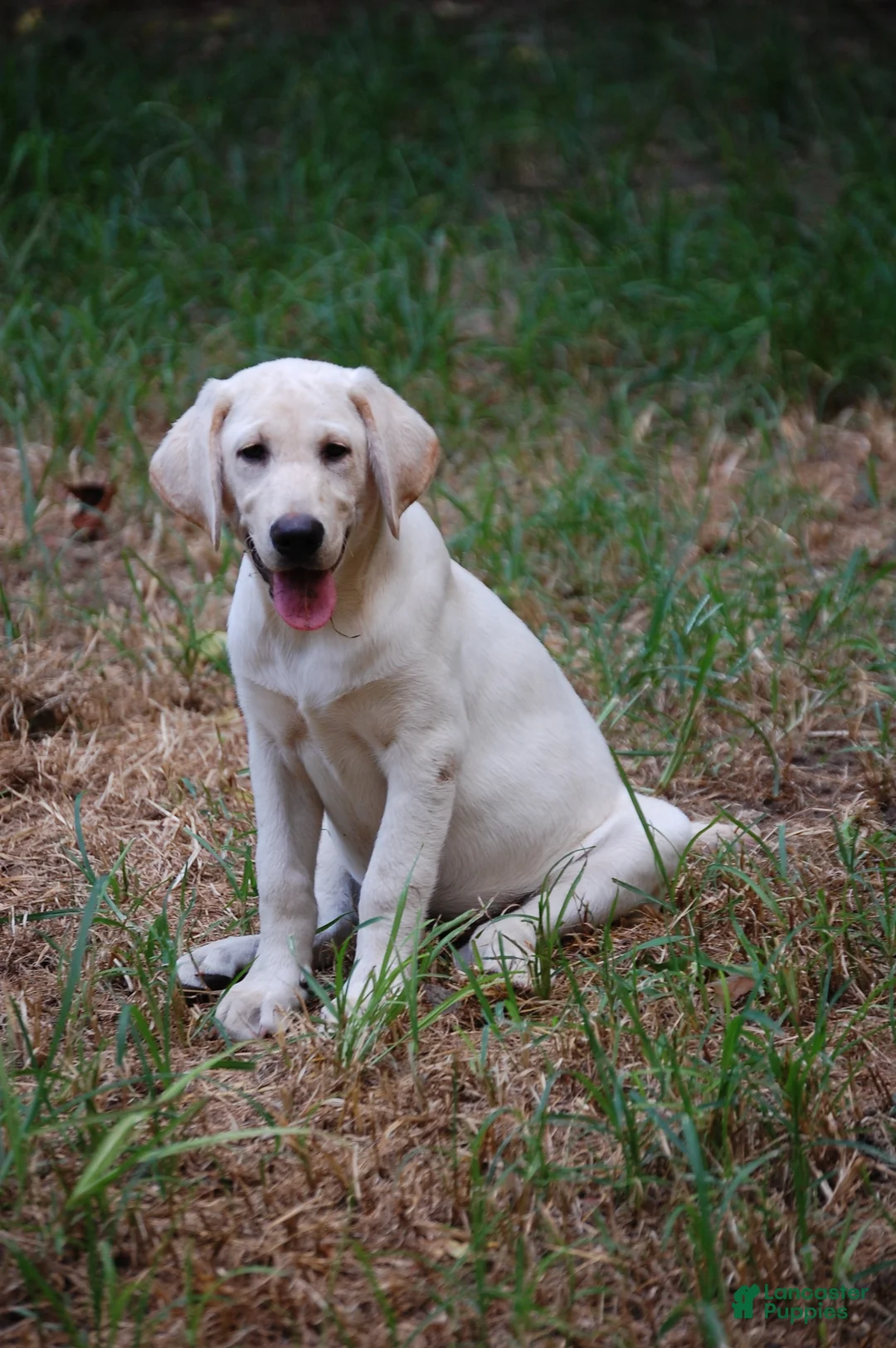 Labrador Retriever dogs for sale: Céline  - Ad 2