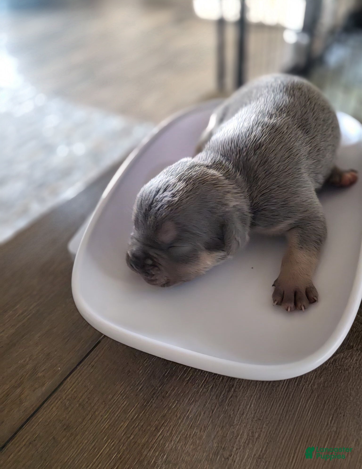 American Bully dogs Aspen - Ad 1