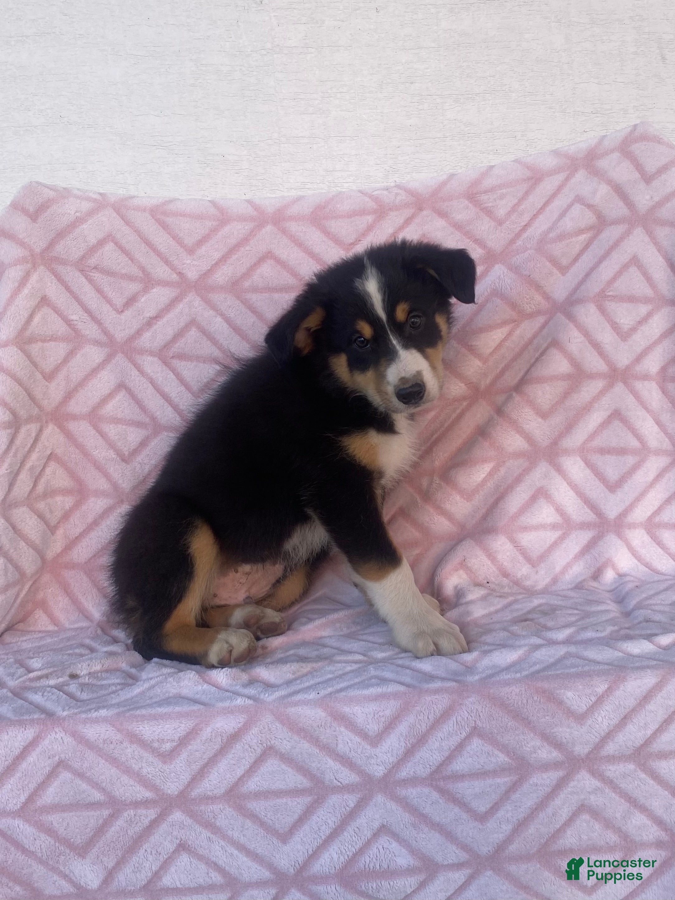 Australian Shepherd dogs Australian Shepherd 2 - Ad 2