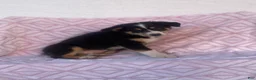 Australian Shepherd dogs for sale: Australian Shepherd 2 - Ad 2