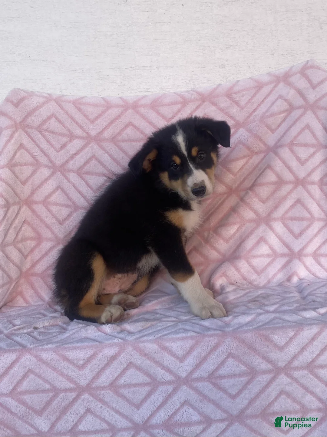 Australian Shepherd dogs for sale: Australian Shepherd 2 - Ad 2