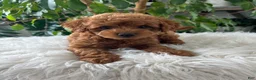 Mini Goldendoodle dogs for sale: Como  - Ad 4