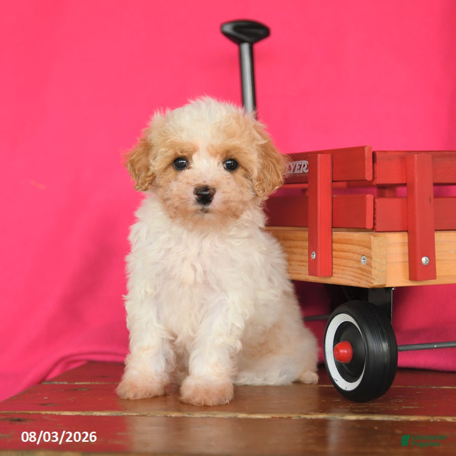 Maltipoo dogs Ocean - Ad 1