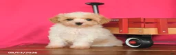 Maltipoo dogs for sale: Ocean - Ad 1