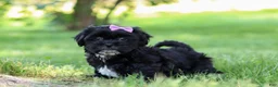 Shih Tzu dogs for sale: Layla - Ad 5