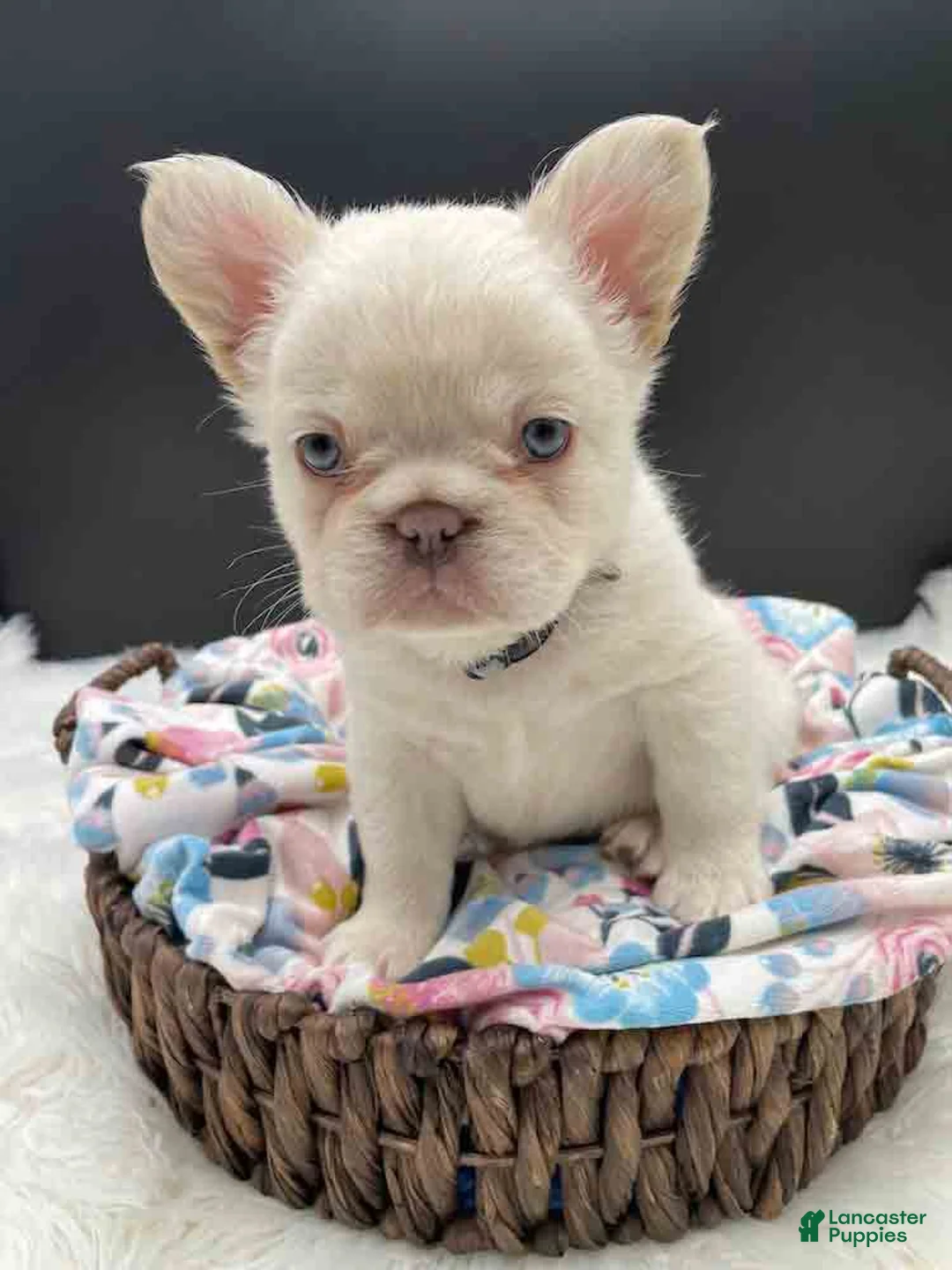 French Bulldog dogs for sale: French Bulldog Puppy 3 - Ad 1
