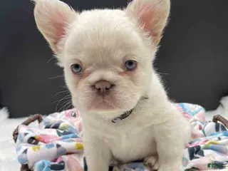 French Bulldog dogs French Bulldog Puppy 3 - Ad 4