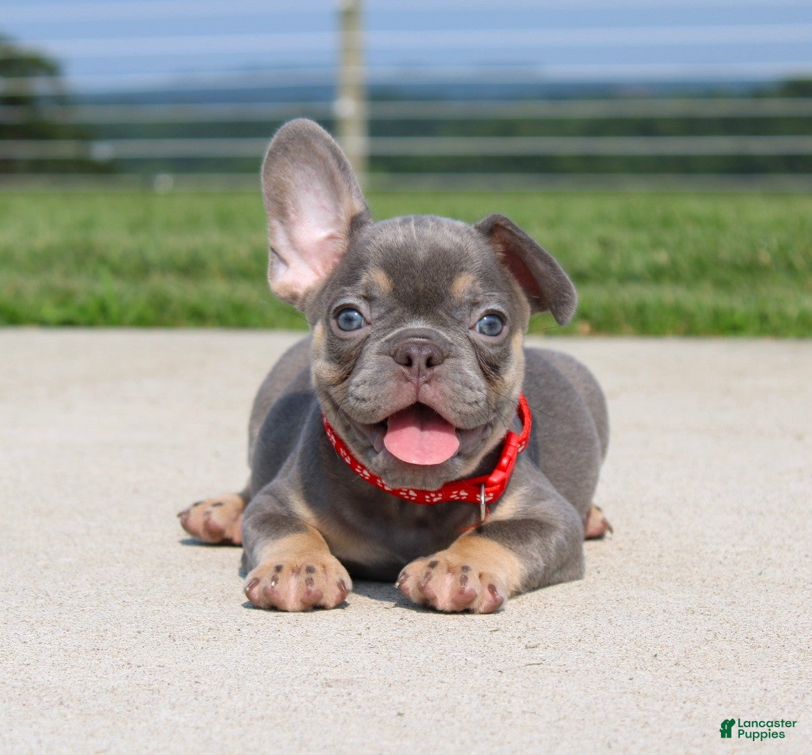 French Bulldog dogs Stitch - Ad 2