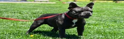 Frenchton dogs for sale: Nicky - Ad 4