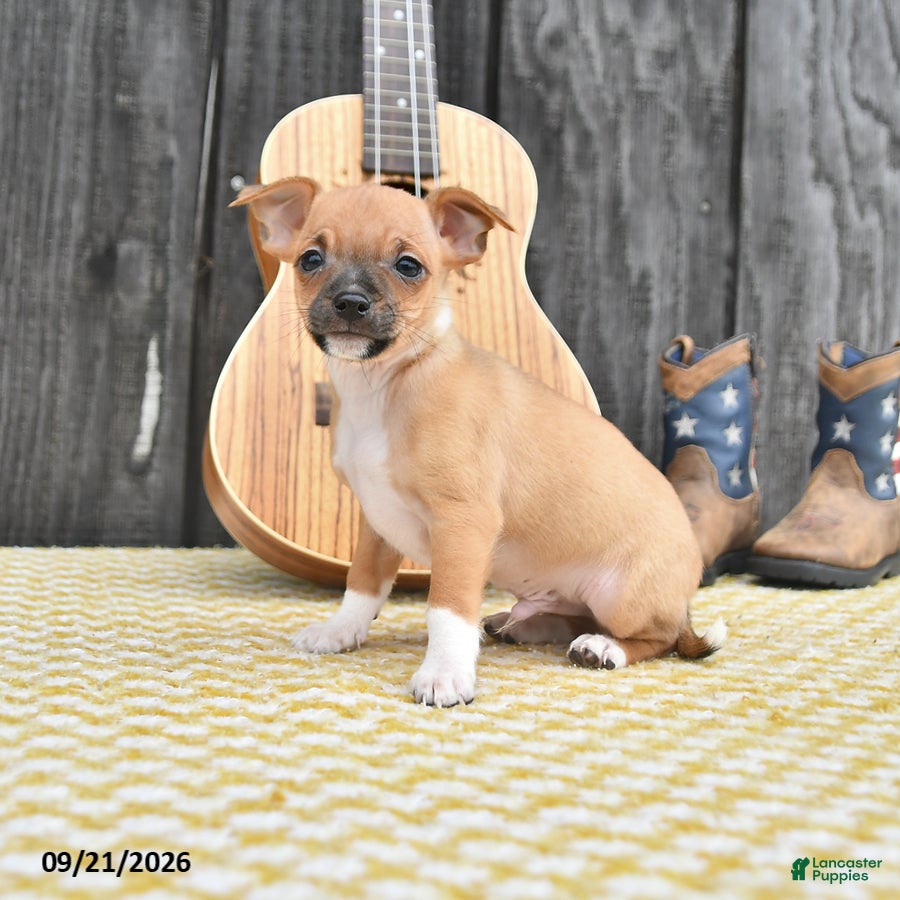 Chihuahua dogs Jester - Ad 1