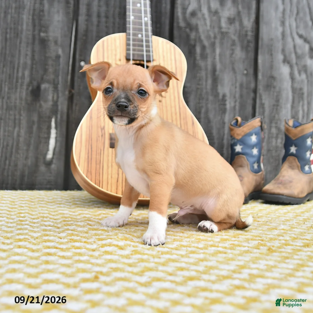 Chihuahua dogs for sale: Jester - Ad 1