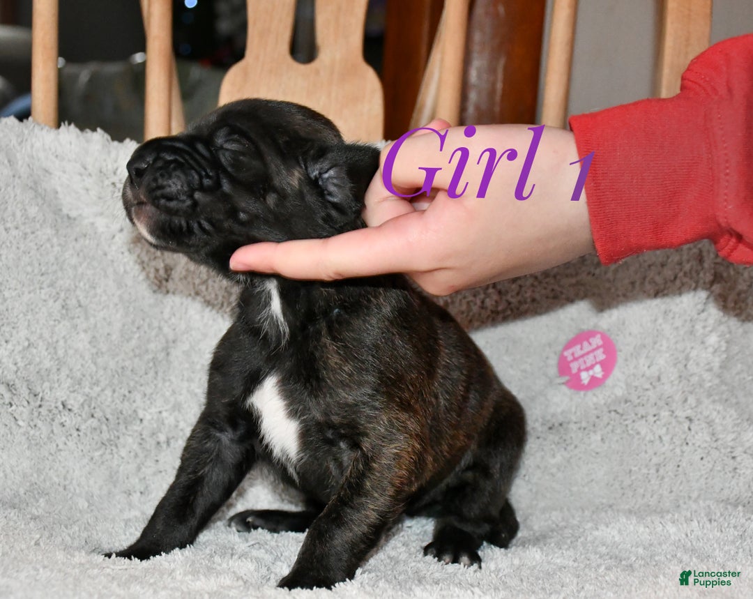 Great Dane dogs for sale: Girl black - Ad 3