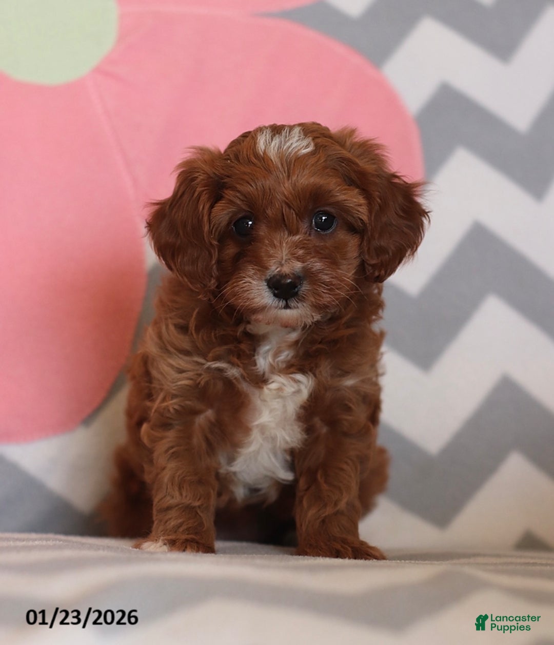 Cavapoo dogs for sale: Princess - Ad 5