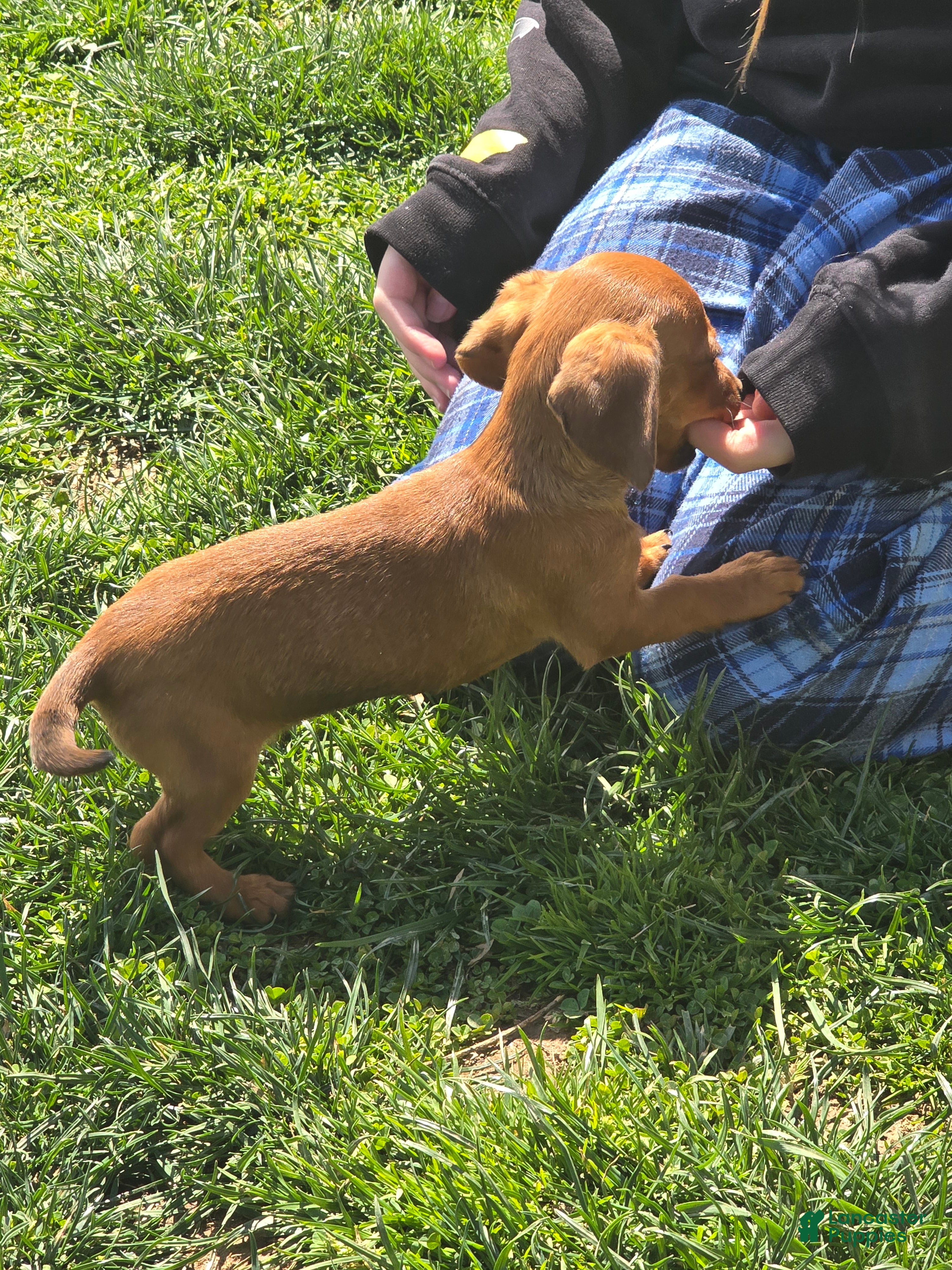 Miniature Dachshund dogs Muffin - Ad 1