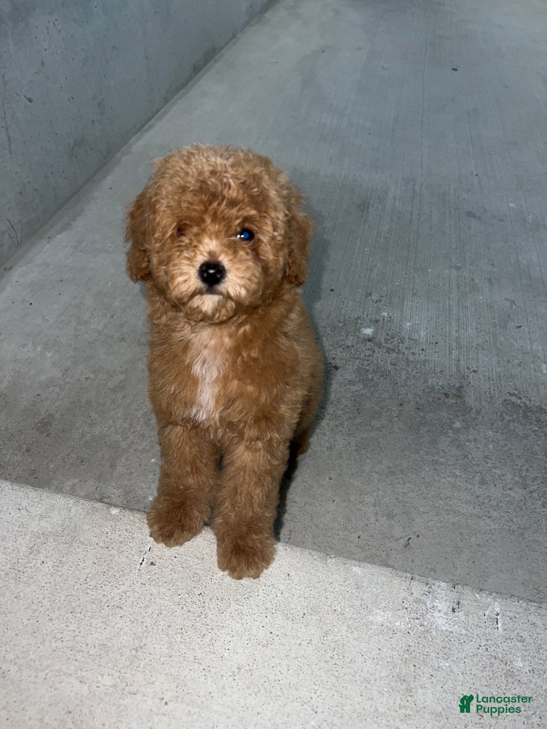 Maltipoo dogs for sale: Maltipoo Puppy 1 - Ad 4