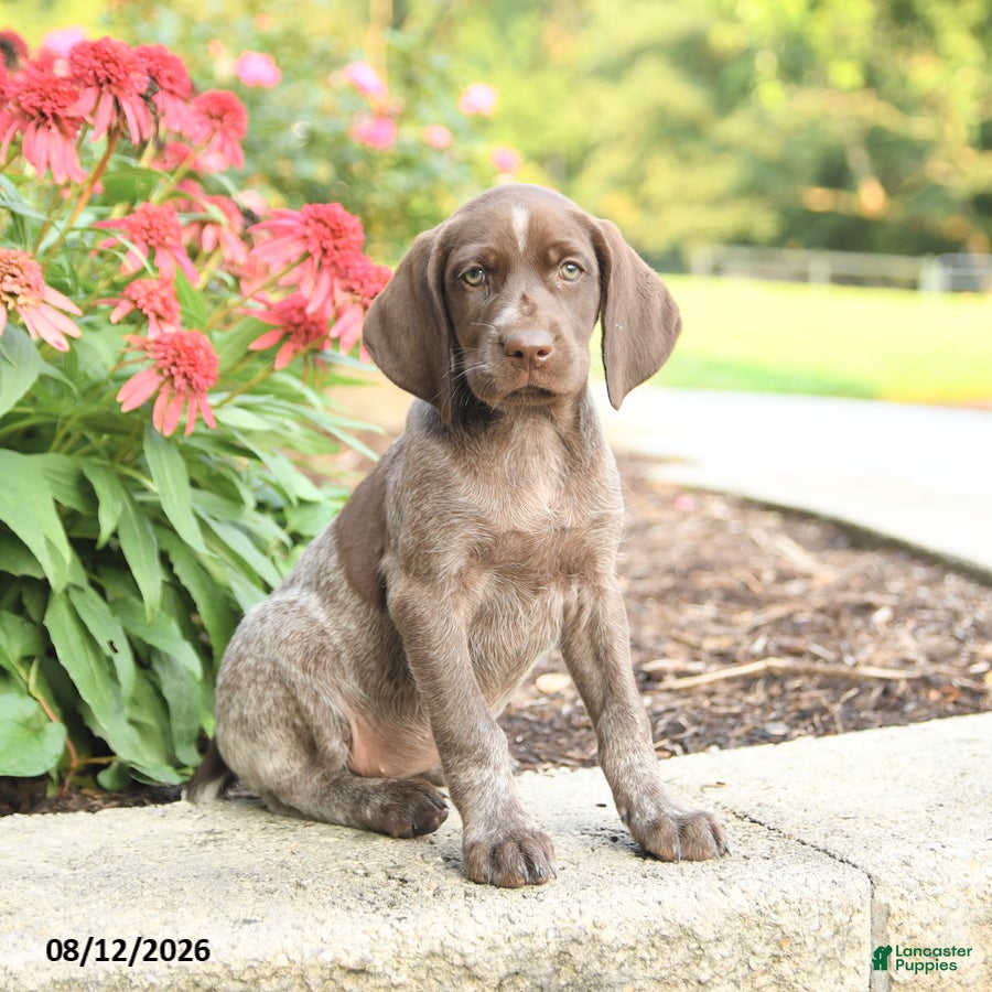 German Shorthaired Pointer dogs Alisa - Ad 1