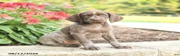 German Shorthaired Pointer dogs for sale: Alisa - Ad 1