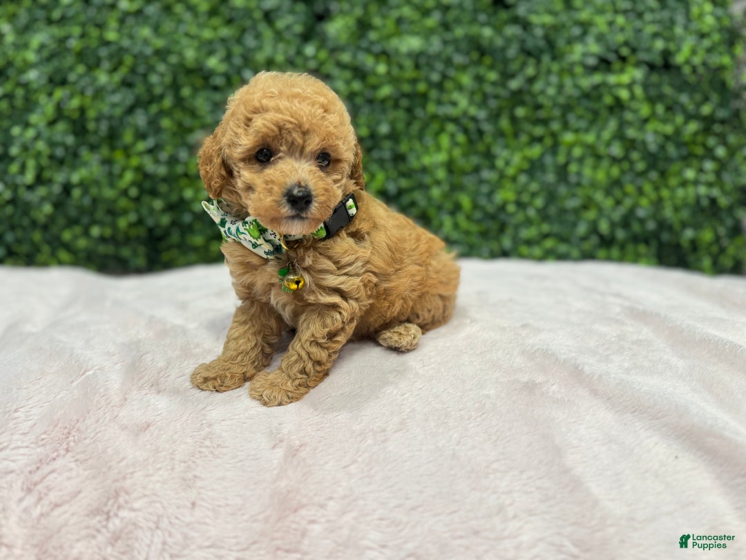 Toy Poodle dogs for sale: Max - Ad 2