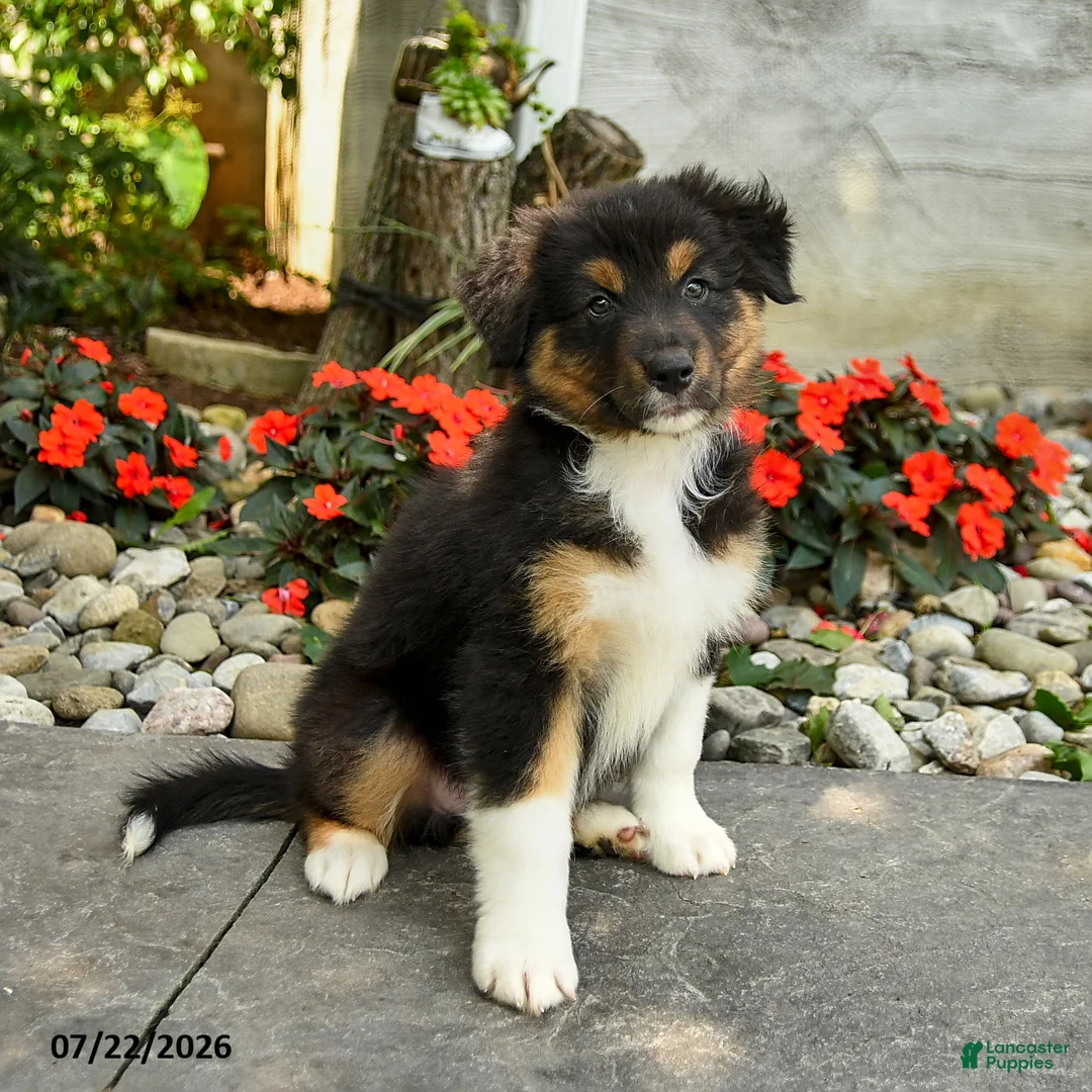 Australian Shepherd dogs for sale: Amar  - Ad 3