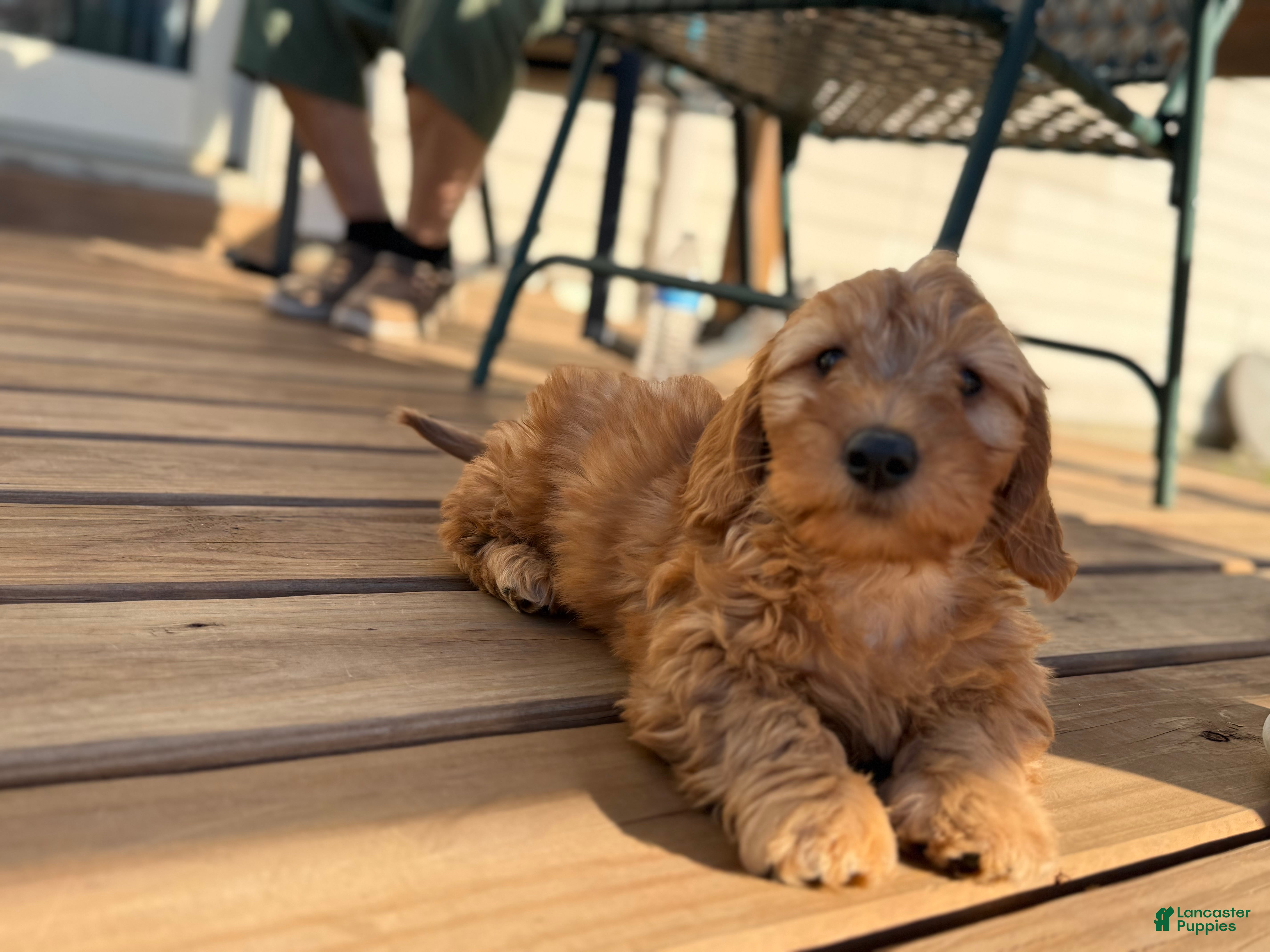 Mini Goldendoodle dogs Jack - Ad 2