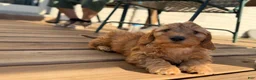 Mini Goldendoodle dogs for sale: Jack - Ad 2