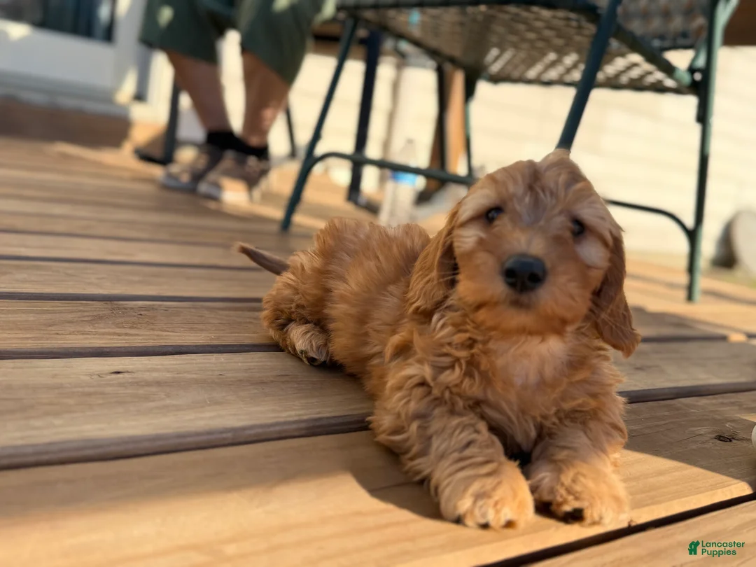 Mini Goldendoodle dogs for sale: Jack - Ad 2