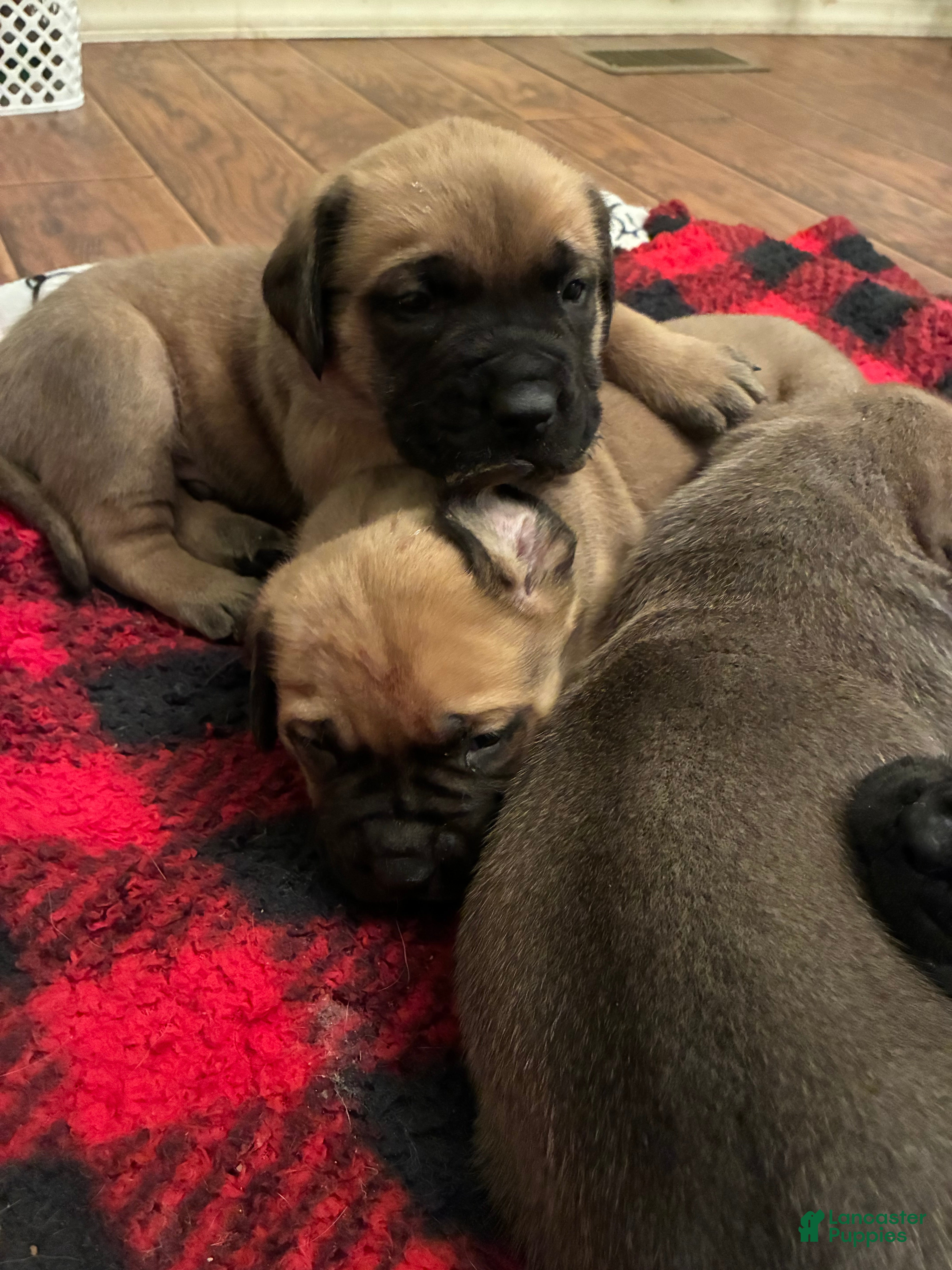English Mastiff dogs English Mastiff Puppy 3 - Ad 26
