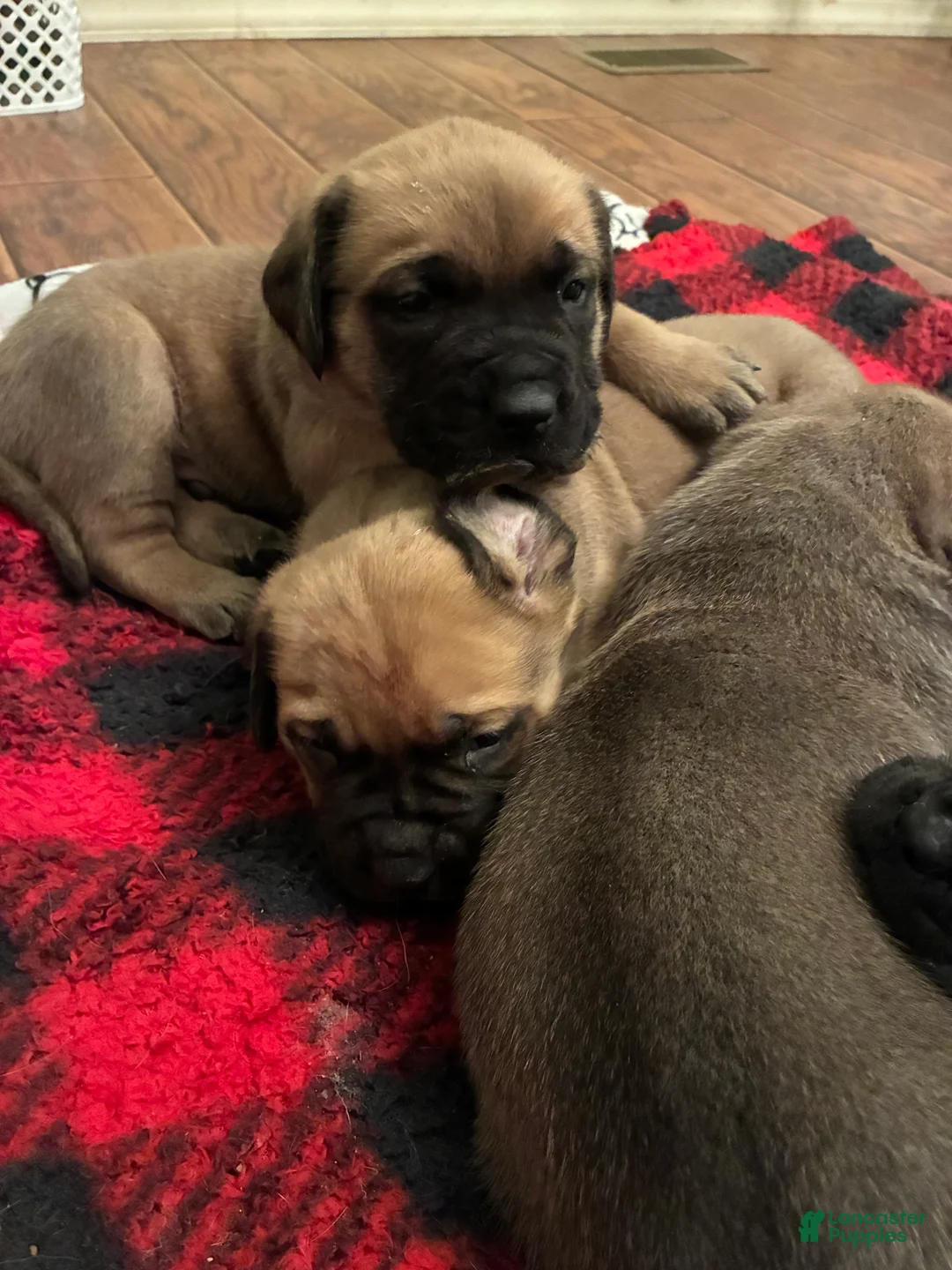 English Mastiff dogs for sale: English Mastiff Puppy 3 - Ad 1