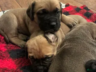English Mastiff dogs English Mastiff Puppy 3 - Ad 26