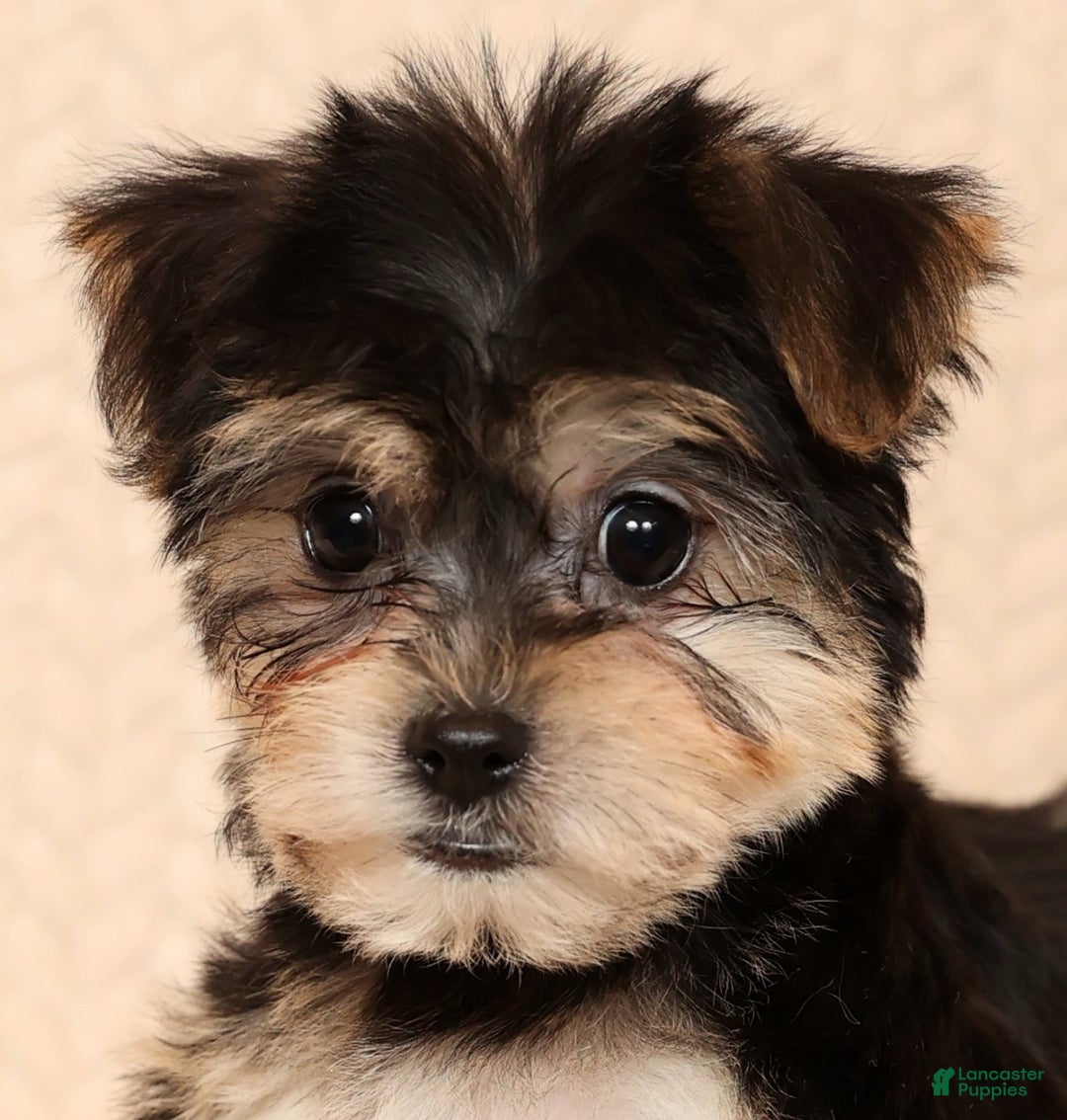 Yochon dogs for sale: Darla - Ad 9