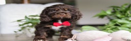 Cocker Spaniel dogs for sale: Luca - Ad 1