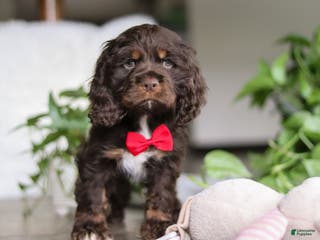 Cocker Spaniel dogs Luca - Ad 4