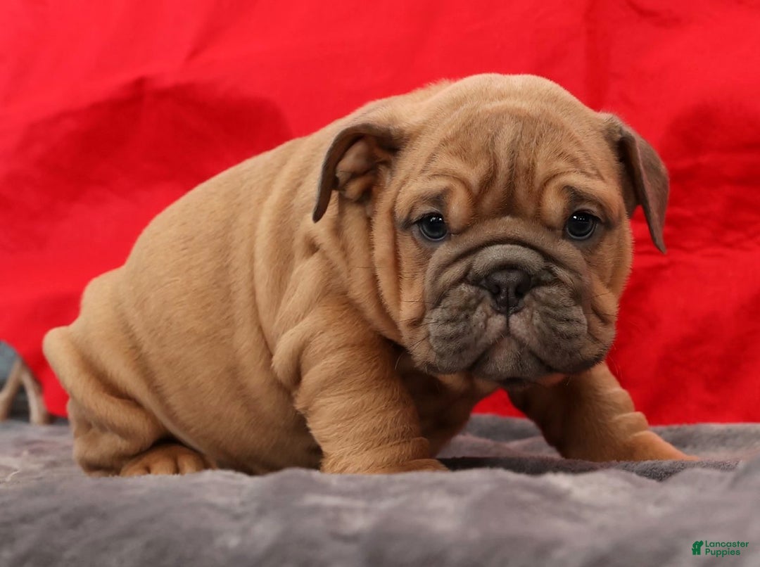 English Bulldog dogs for sale: Stella - Ad 3