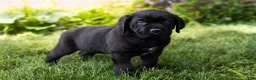 Cane Corso dogs for sale: Monte - Ad 5