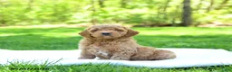 Mini Goldendoodle dogs for sale: Paddington - Ad 1