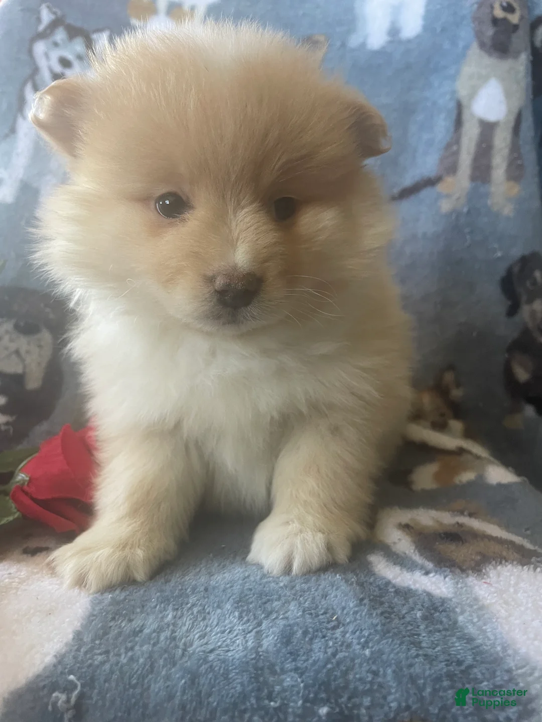 Pomeranian dogs for sale: Luca - Ad 4
