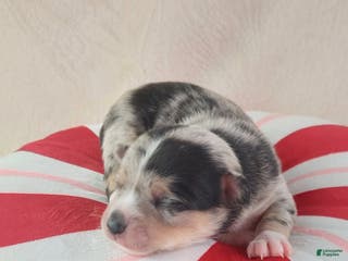 Chihuahua dogs Micah - Ad 42