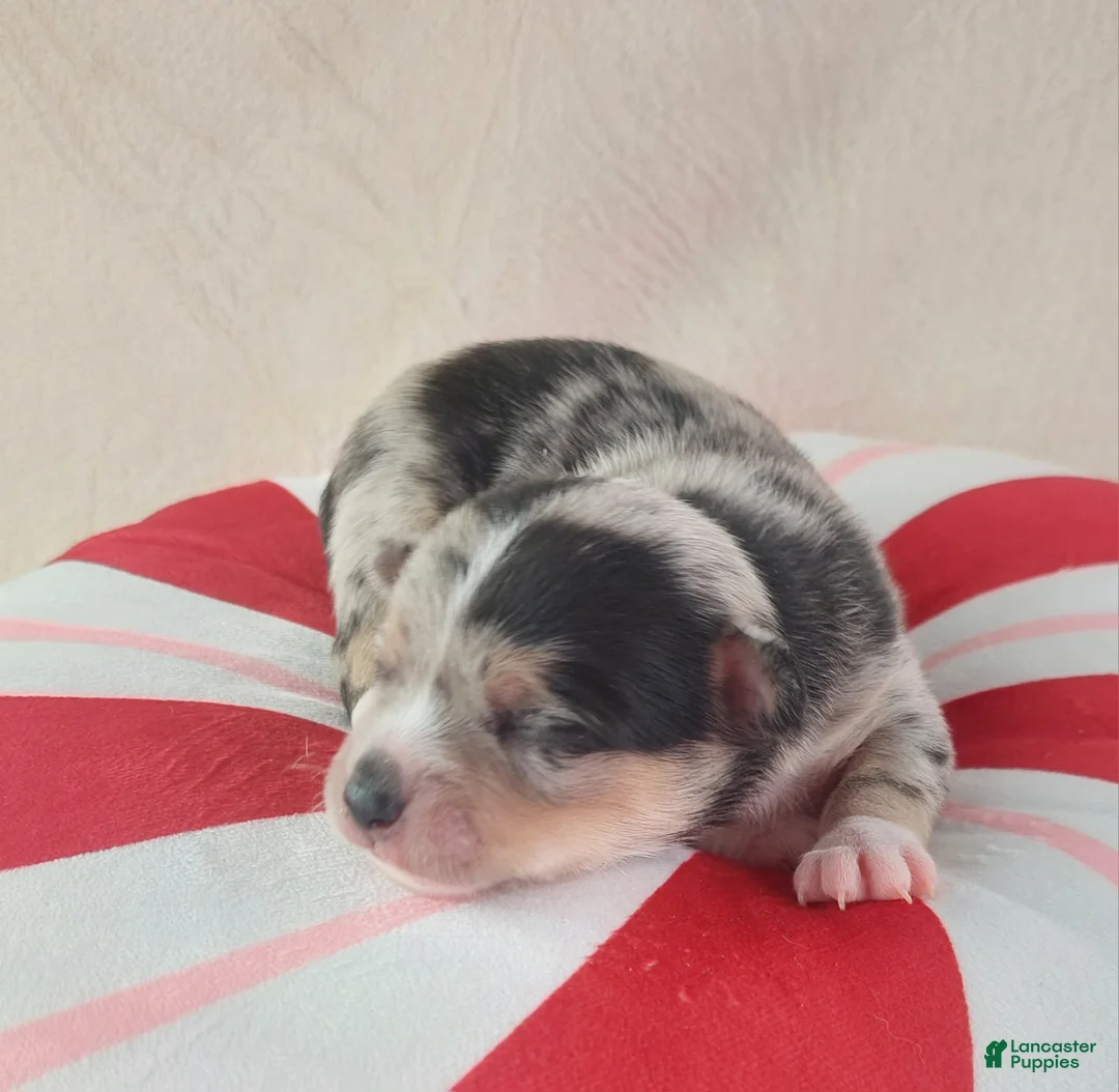 Chihuahua dogs for sale: Micah - Ad 1